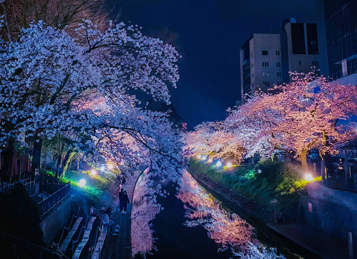TAKAI40621697's tweet photo. 夜桜とても綺麗でした！

#写真好きな人と繫がりたい 
#ファインダー越しの私の世界 
#photography 
#さくら #桜 #夜桜
#フォローバック 
#相互フォロー 
#相互フォロー100 https://t.co/hIaY0AXUOw