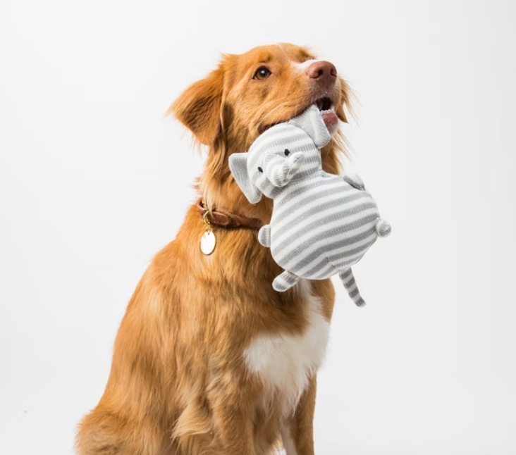 Bark__Paws's tweet photo. Bark Paws has you covered whether you are looking for dog merch or human merch! Check it out below 👇

🔗 https://t.co/iAhkQkG7uy
.
.
.
#BarkPaws #DogMom #Dogs #Dogsitting #DogsLife #DogsCorner #DogsAndPals #DogsLover #DogLover #DogStyle #DogsAreFamily #DogSelfie #DogsRule https://t.co/LNjnA8HAvp