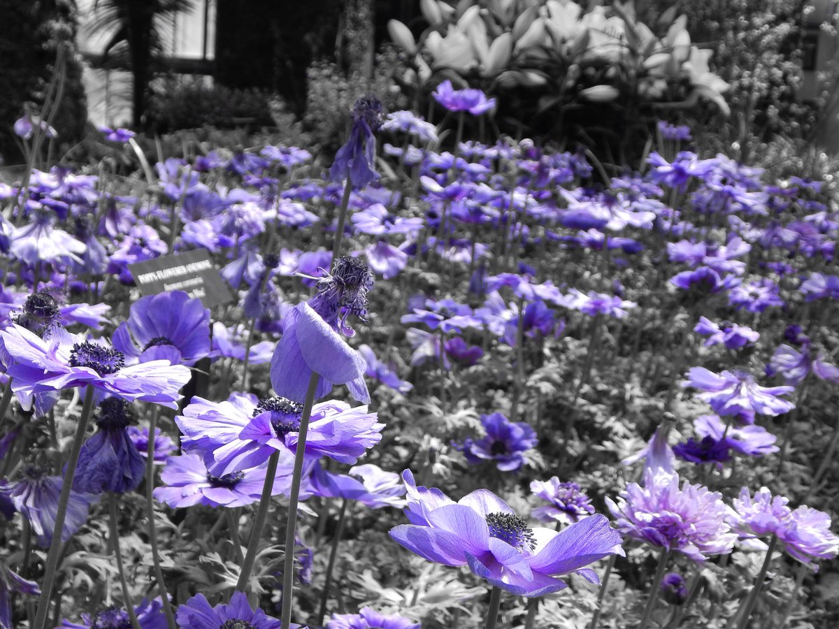 Chrnaturephotos's tweet photo. Colorization. One thing I love about Amy CoolPix is the ability to do this. #LongwoodGardens #selectivecoloring #springflowers #flowers #nikon #spring https://t.co/hTMnz4yAzP