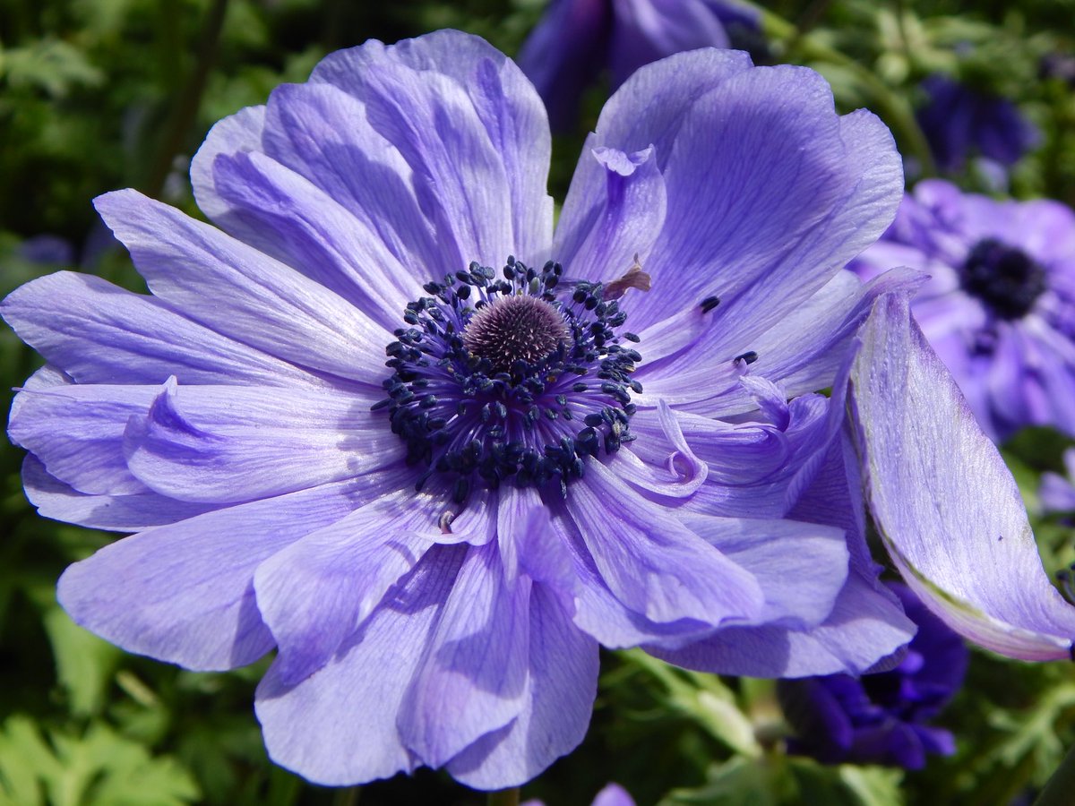 Chrnaturephotos's tweet photo. Colorization. One thing I love about Amy CoolPix is the ability to do this. #LongwoodGardens #selectivecoloring #springflowers #flowers #nikon #spring https://t.co/hTMnz4yAzP