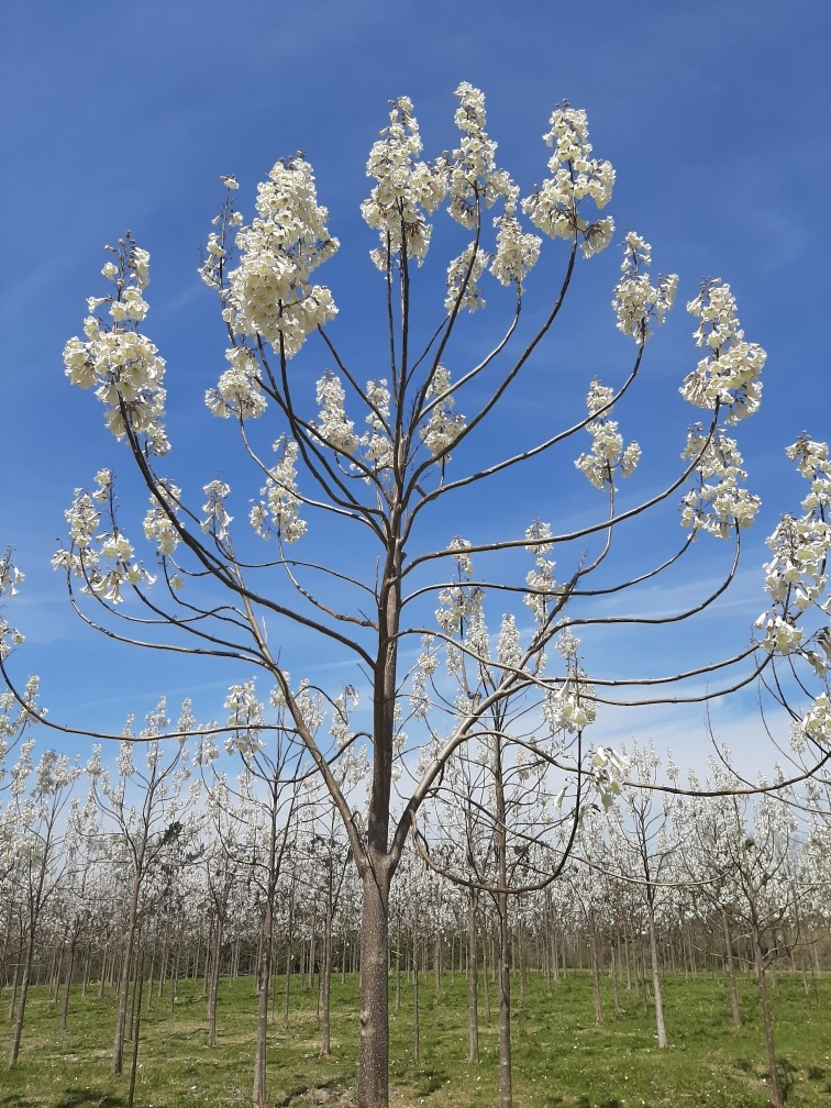 World Tree tweet media