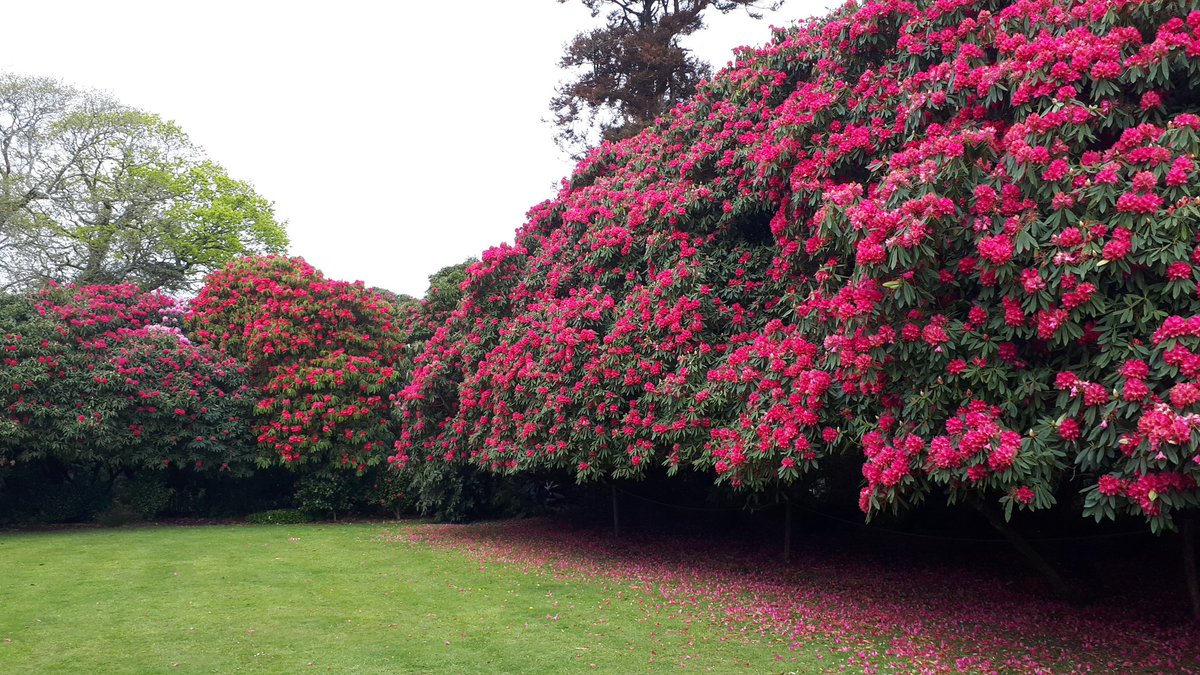 RenateDavieTour's tweet photo. Another visit to @HeliganGardens today. Got my #localspass so I can visit every day of the year now for free 😍. 
@DolveanHouseBB @Seymac_D @CornwallGuide @beauty_cornwall @CornwallGardens @CwllGardenSoc https://t.co/ZnbWOaJ1ay