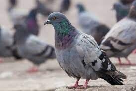 Having problems with pigeons, seagulls, cananda geese, rabbits, squirrels, moles, rats or mice in the Midlands area, then look no further please contact Steve at S &amp; D Pest Control Solutions for a site visit and quotation on; 07891792564.