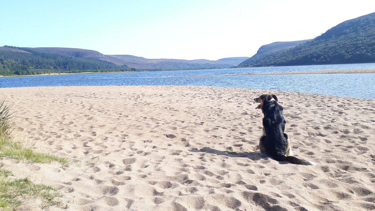 FarmersOfTheUK's tweet photo. We don't have kids so the dogs are very much part of our family. 
When you've had a shite there is nothing better than the unquestioning love of a dog.
For more great farm dog stories I recommend @DogsofNuffield https://t.co/5ffGiMOw01