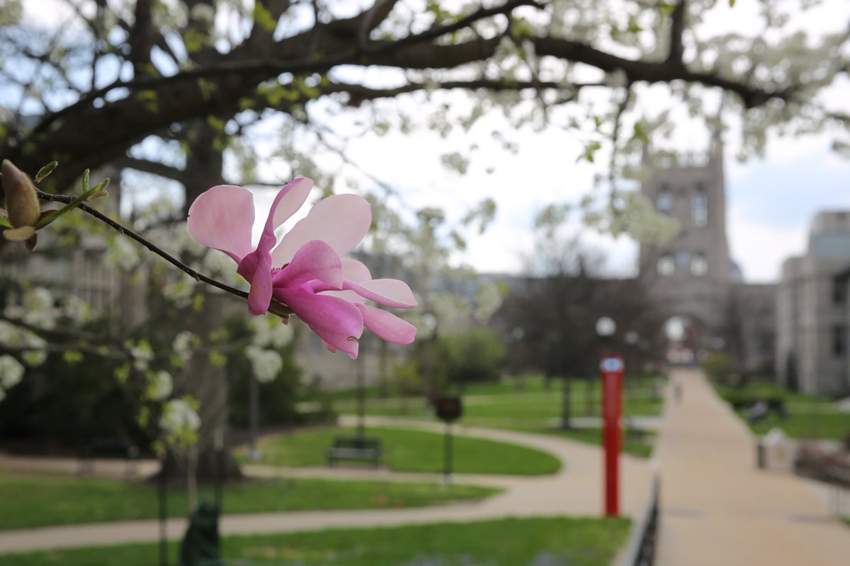 cafnr's tweet photo. When you think of beautiful campuses, we're sure #Mizzou springs to mind! 🌷 https://t.co/27JTruPEKT