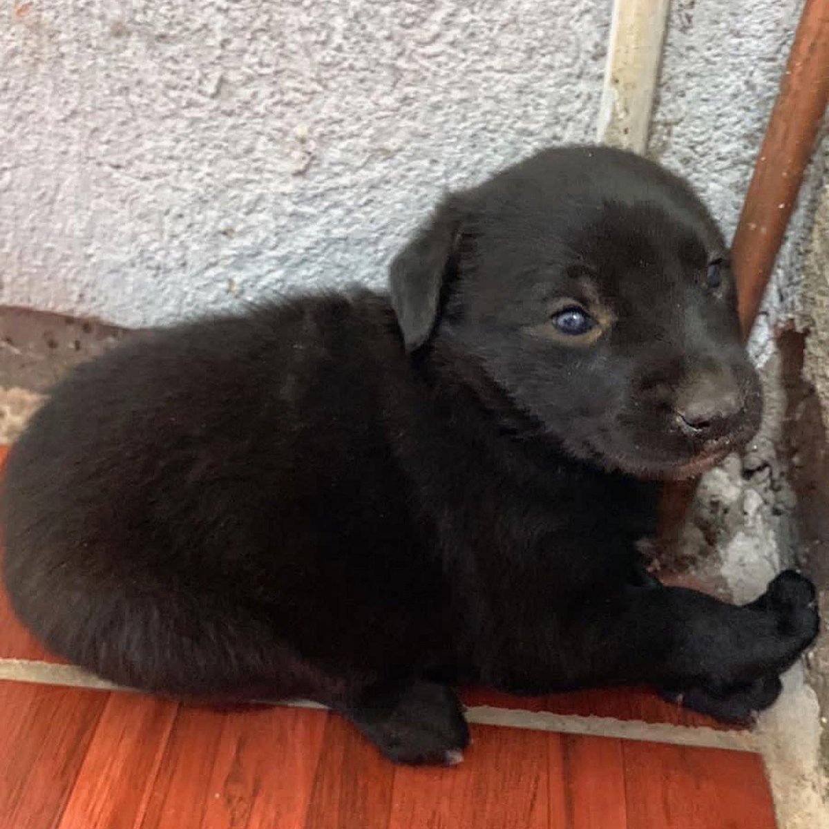_CNPF's tweet photo. #ServicioALaComunidad: #AdoptaNoCompres 
Fue rescatada en un rio, seguramente por #GenteInhumana qué continúa con el #MaltratoAnimal. 
Contáctanos en nuestras páginas y si estás en #Oaxaca o #Puebla podrías salvar de #situaciondecalle a esta pequeña perrita. https://t.co/f03zKagLHf