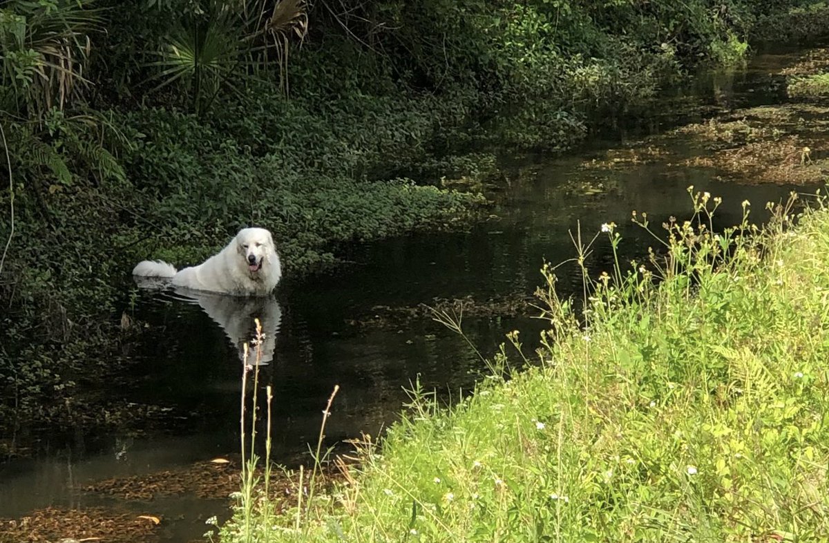 PBCFR's tweet photo. #PBCFR #Tender 14 #DriverOperator Anton Bousquet was in the right place at the right time to save a #dog today! While on a walk the #pup got stuck in the muck of a canal. #Thanks to DO Bousquets the dog was safely returned to his owners! #DogRescue #AnimalRescue https://t.co/LHykVsyRoy