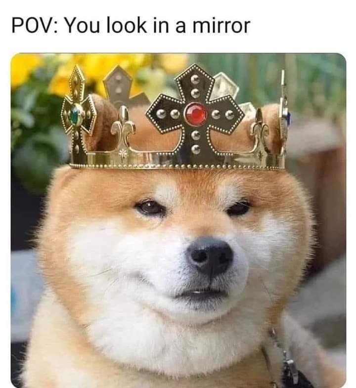 tommycubilla's tweet photo. Hi there $doge kings and queens https://t.co/VHfDKTg5j8