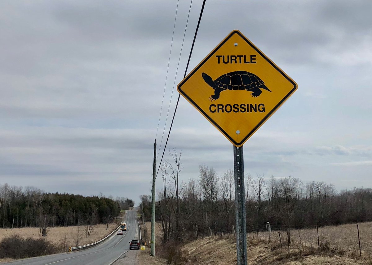 Thanks @PtboCounty <a href="/TurtleGuardians/">Turtle Guardians</a> &amp; grassroots turtle champions 🐢 We noticed the #turtle Monitoring Zone signs on University Rd. Checked it out while being serenaded by peepers 🐸 <a href="/roadecology/">Road Ecology Center</a> techniques on the entirety of this busy road just make sense to protect all species!