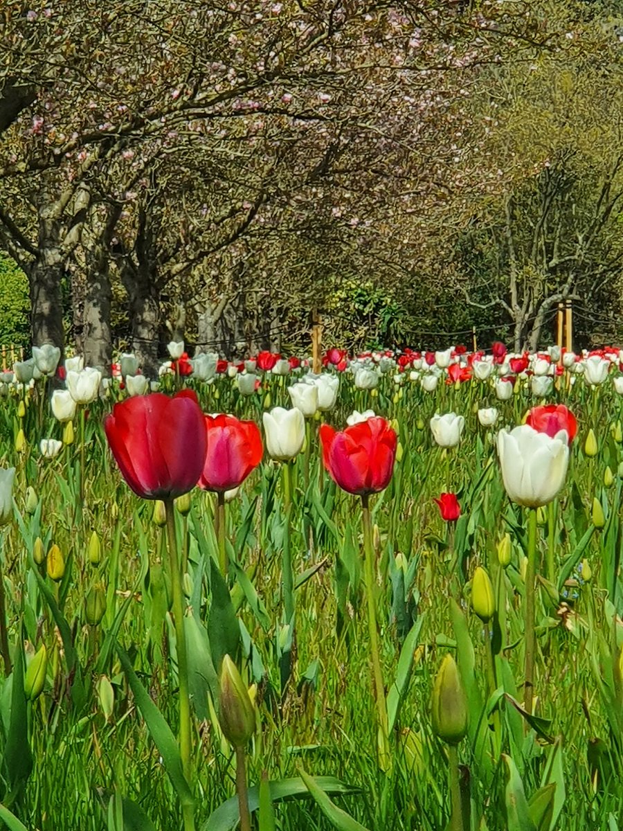 SarahAnnBarty's tweet photo. Beautiful Day 🌷 @kewgardens #SpringVibes https://t.co/DUponZOx59