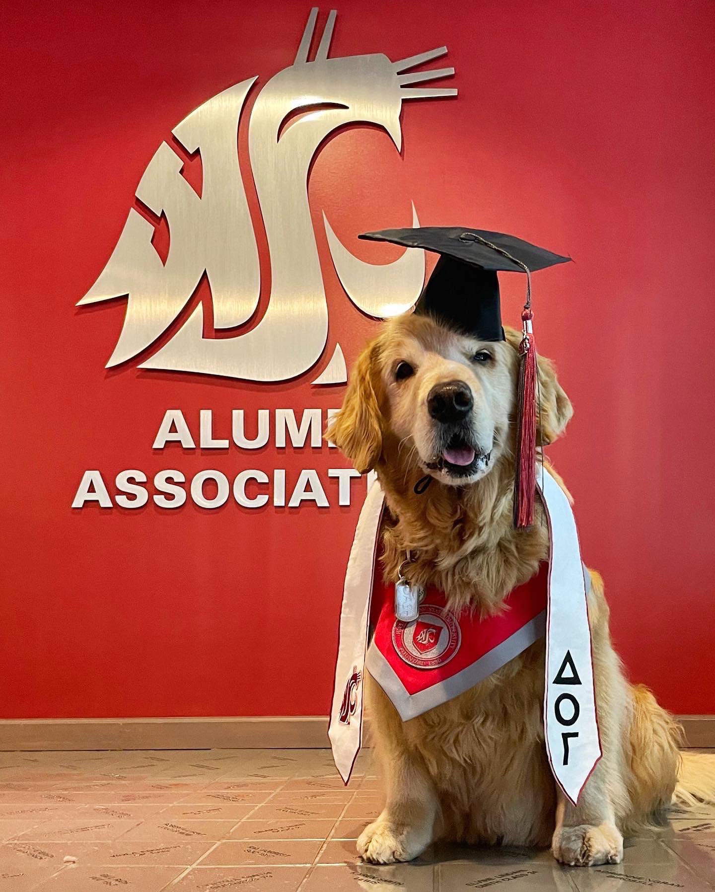 Dash Dog on Twitter "There’s still plenty of time to donate to your