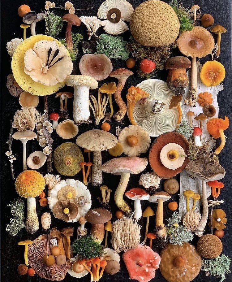 MrMushroomMan's tweet photo. Mushroom art time 🍄 https://t.co/j63qwV1laX