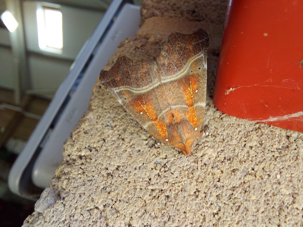 You know what? Have a herald moth from the workshop