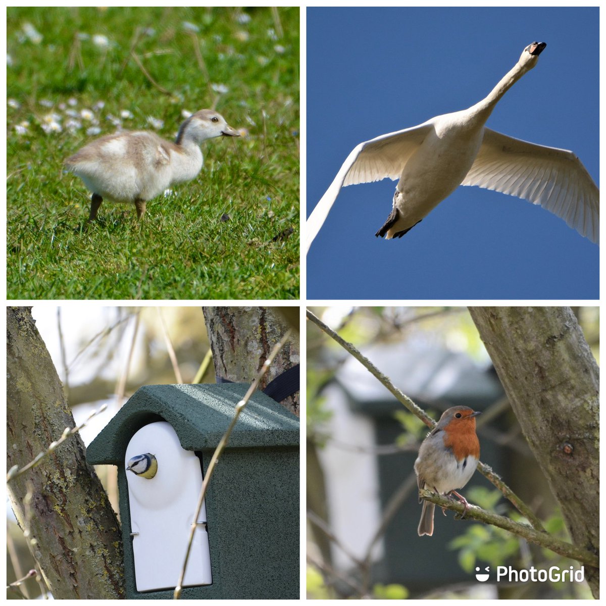 PinchesRetreat's tweet photo. Amazing work from the team encouraging the wildlife in 💚🤎 https://t.co/LVRKiypjdQ