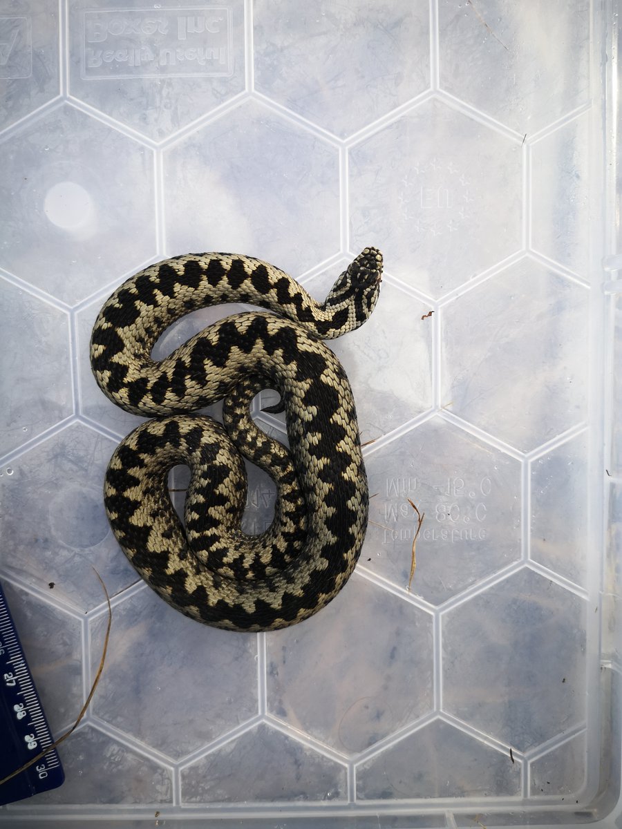Last Friday we collected samples from this lovely male adder we've known for several years. What a beauty he is!