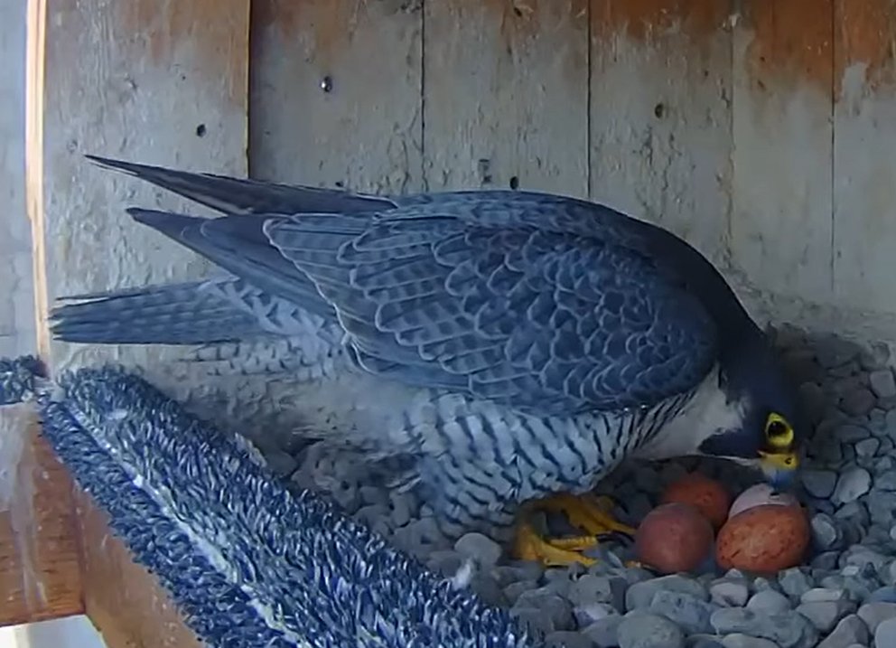 pontHMBridge's tweet photo. 🥚🥚🥚🥚🎀 Happy Easter! 
Peregrine falcons🦅 | Four new eggs at the #MercierBridge! 
#JCCBI office will be close from Friday, April 15 to Monday, April 18 inclusively.
#WildlifeWednesday #sustainabledevelopment #bridge #infrastructures #environment https://t.co/LwO5E3DyVR
