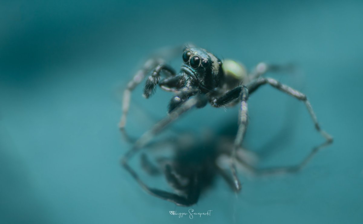 Abhigyan5's tweet photo. "Wonderful tiny creatures"
 JUMPING SPIDER
This creatures are being ignored by us as because of their tiny size. 
BUT NOT NOW
#spider #macromastia #macro #macrophotography #photographer #Indian #NatureBeauty #composed 
#Canon @CanonUSAimaging
Inspired by:
@NetgeoP @natgeowild https://t.co/MFLG9zYYaf