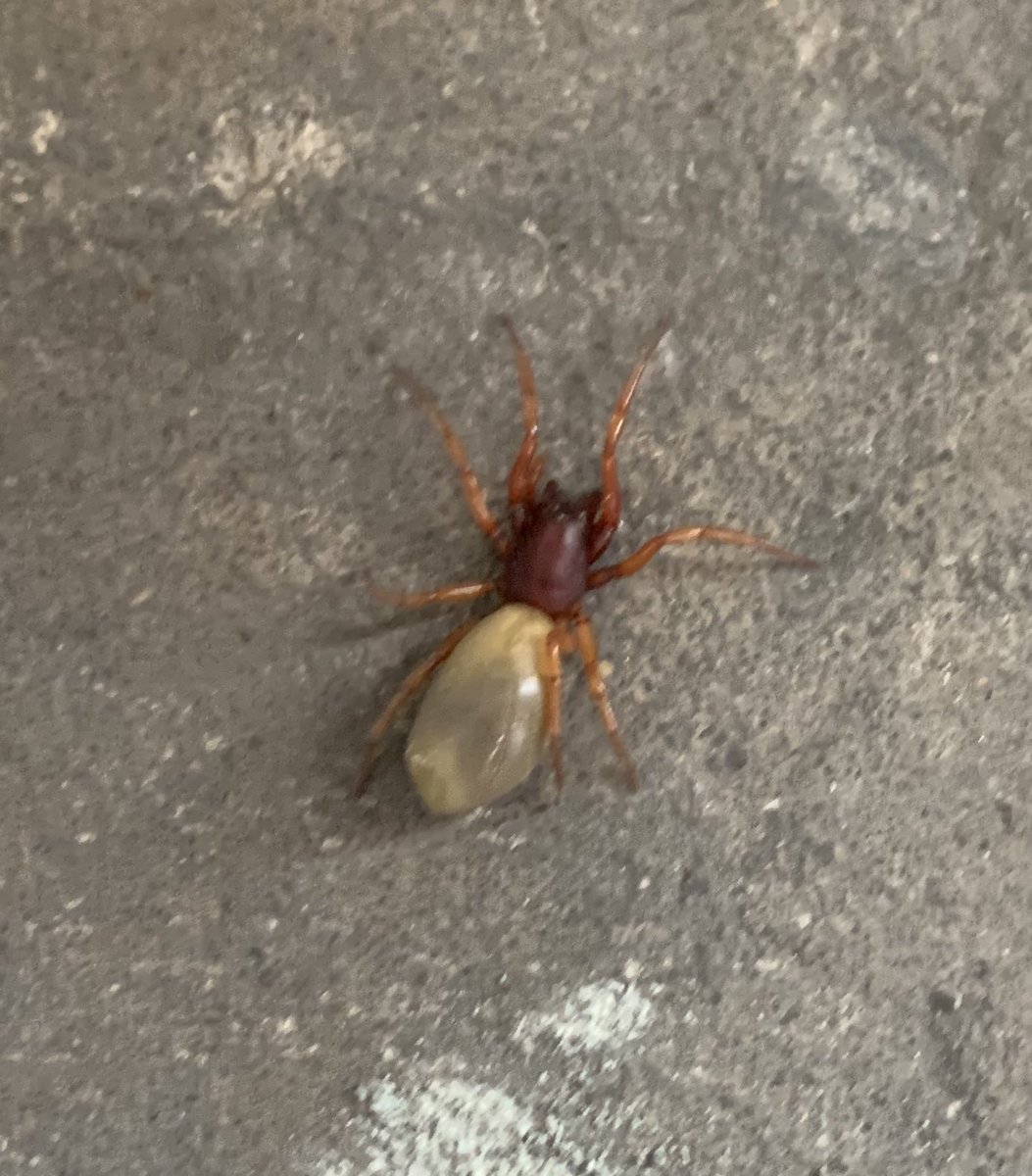 RobOConnell's tweet photo. @collieennis 🕷 identity please. Never seen one like it… glorious Devon, England https://t.co/OTTgH8NvwF