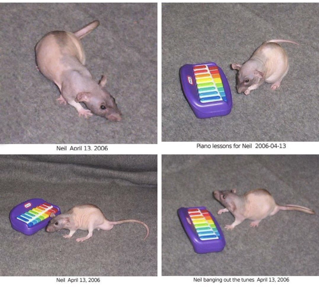 LegalizeRats's tweet image. 