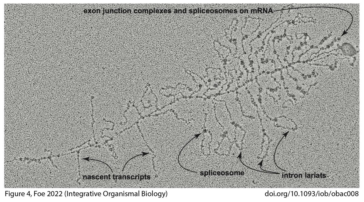 seth_donoughe's tweet photo. Is there a link between the molecular mechanisms of sex, the persistence + expansion of introns, &amp; patterns of sympatric speciation?

A rich new paper by Victoria Foe in @iobopen proposes a single explanation for several mysteries.

A summary thread! 1/n

https://t.co/KRURidHxjo https://t.co/YSFzEpWDHe