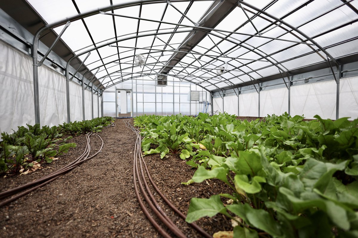 NolanRothICT's tweet photo. Downtown Wichita is growing, literally. Rise Farms is the first rooftop farm here in Wichita. Their hope is to sell to local restaurants to lower the amount of outsourced food coming to Wichita, working with the City and County on a bigger “Food System Master Plan”. https://t.co/9YZZaU32BE