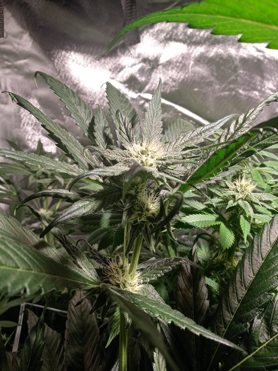 VigGrows's tweet photo. Plants doing plant things. #Viggrows #Cyco https://t.co/Ce09Uxo5hM