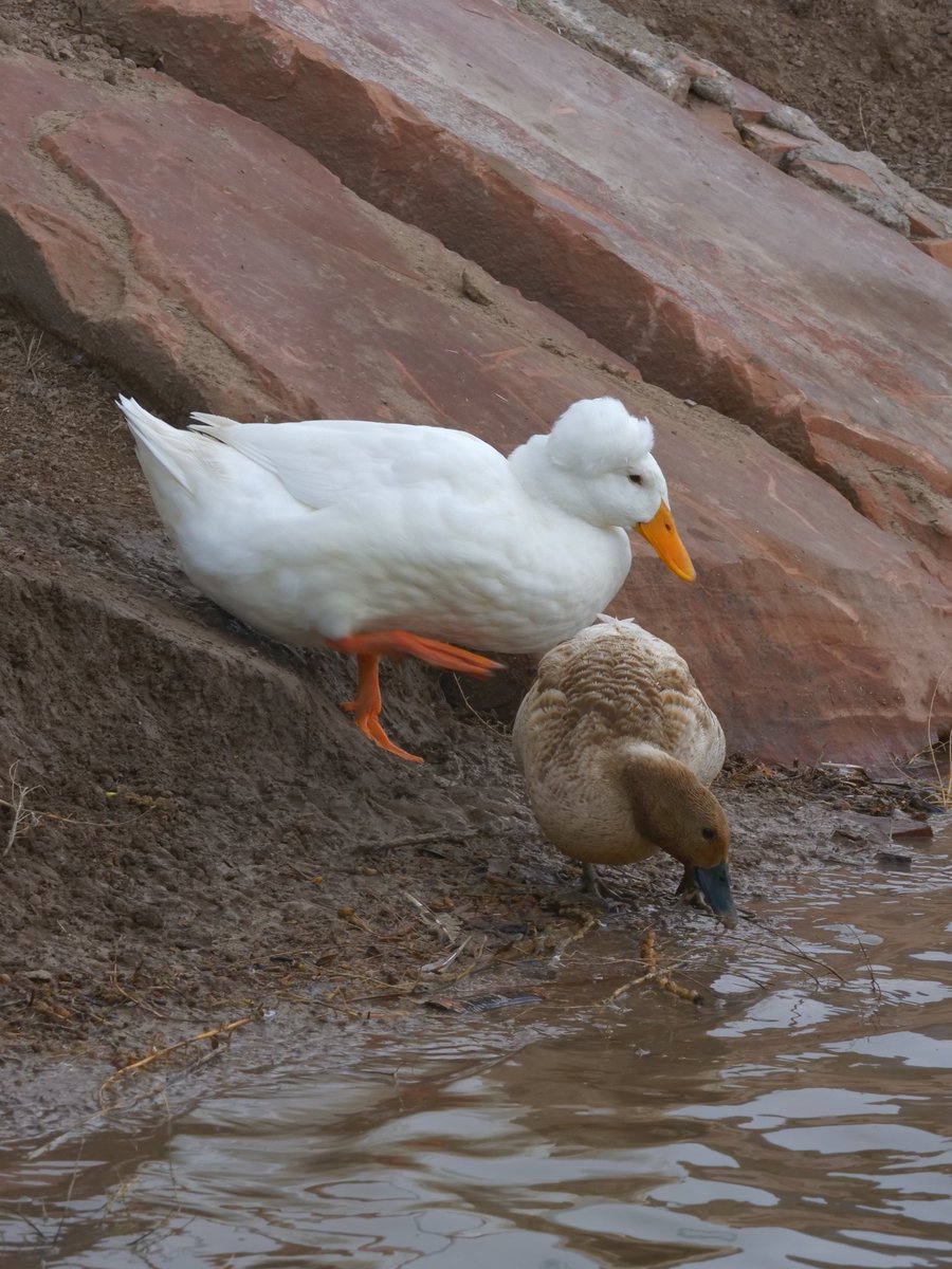 DashDucks.tv tweet media