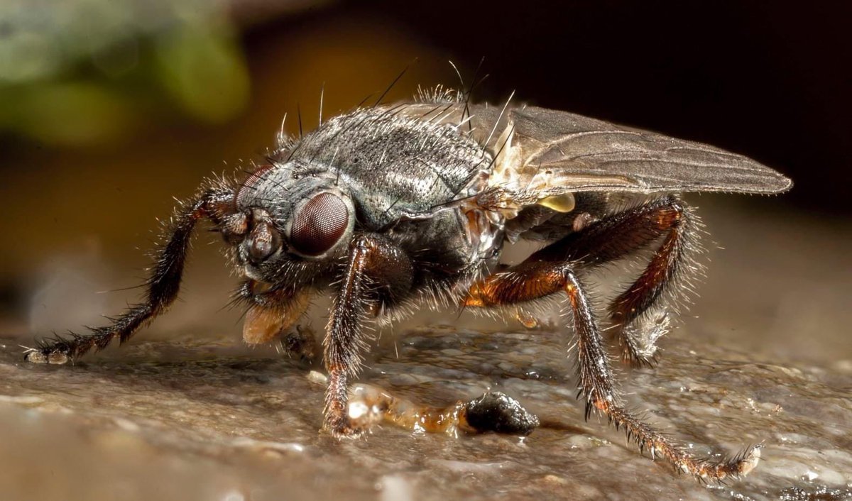 SteveTrewhella1's tweet photo. Playing with my new stacker , 55 shots of this kelp fly #photostacking #fly #flies #seaweedflies #macrophotography https://t.co/CcvMaYs5Gz