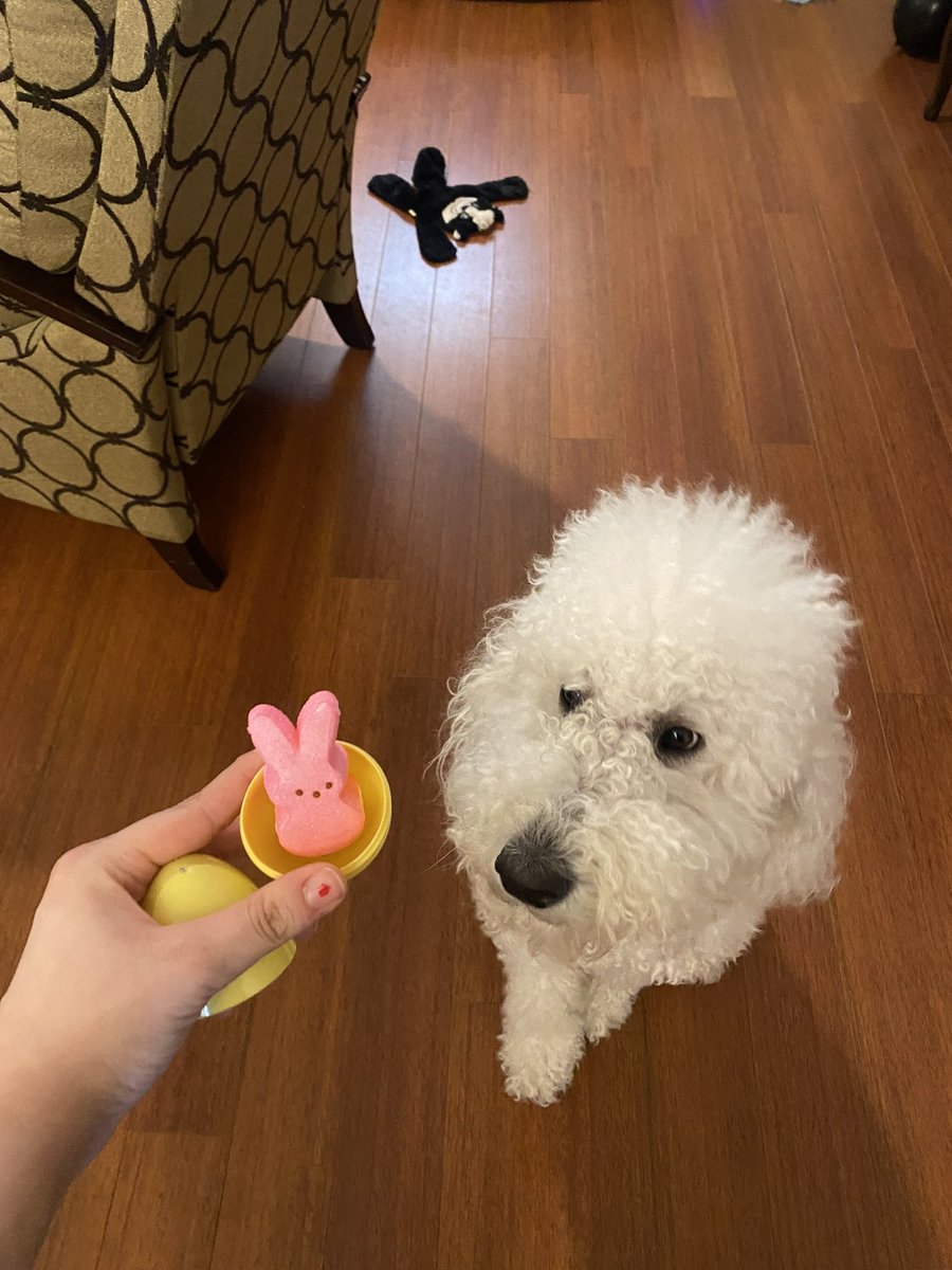 MsAPrice7's tweet photo. Became a parent and my dog met her sister 🐶🐇 #eed324 https://t.co/tThvCXAKQB