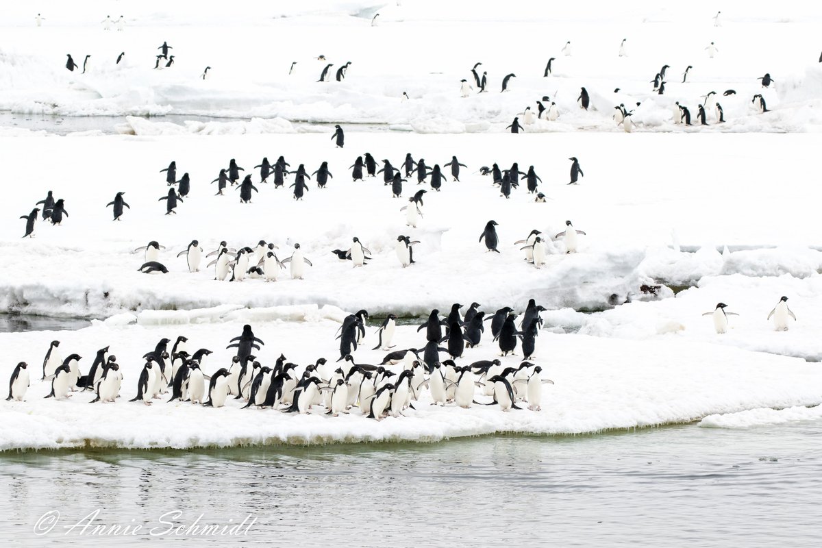 We're hiring! A one year entry level biologist position to work on #Antarctic #penguin research. Paid fieldwork in Antarctica! See link for full job description and how to apply. Deadline May 8, 2022 so don't delay. tinyurl.com/mpbnbd4b #penguinsforsanity