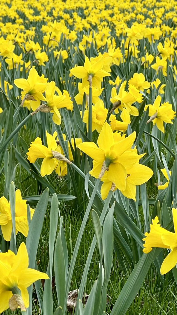 danyellpoorbay's tweet photo. Western Mass in springtime 🤌 #daffys https://t.co/HFBvQUv6zM