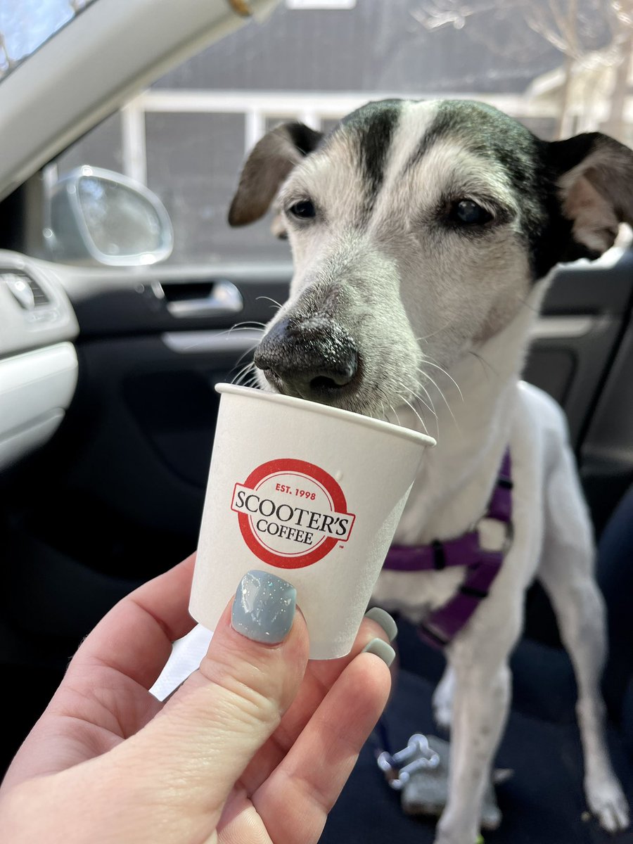 KDevos23's tweet photo. Thanks @scooterscoffee! This old gal sure enjoyed her first pup cup! https://t.co/CjCZFcBXxs