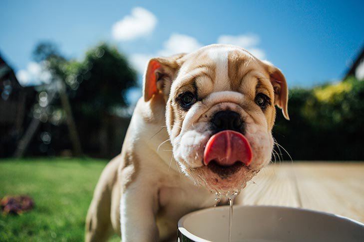 Summer is right around the corner. Keep your pups safe with these tips! akc.org/expert-advice/… #summersafetytips #americandogrescue #dogtips #dogsafety