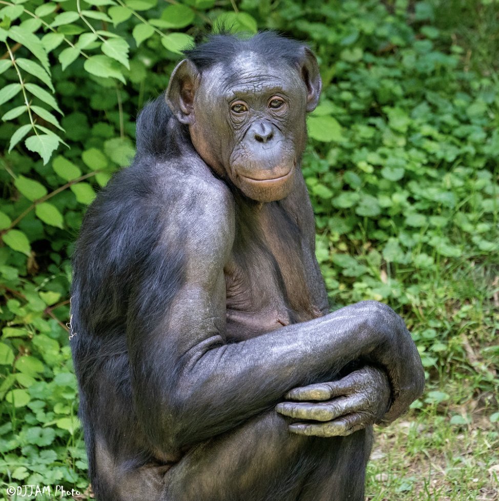 Every day is special at the zoo, but this week has been quite the celebration in Jungle Trails! Today is Lana's birthday &amp; the festivities feel extra special due to recent major conservation successes from Friends of Bonobos in the DRC. Learn more: blog.cincinnatizoo.org/2022/04/13/bon…