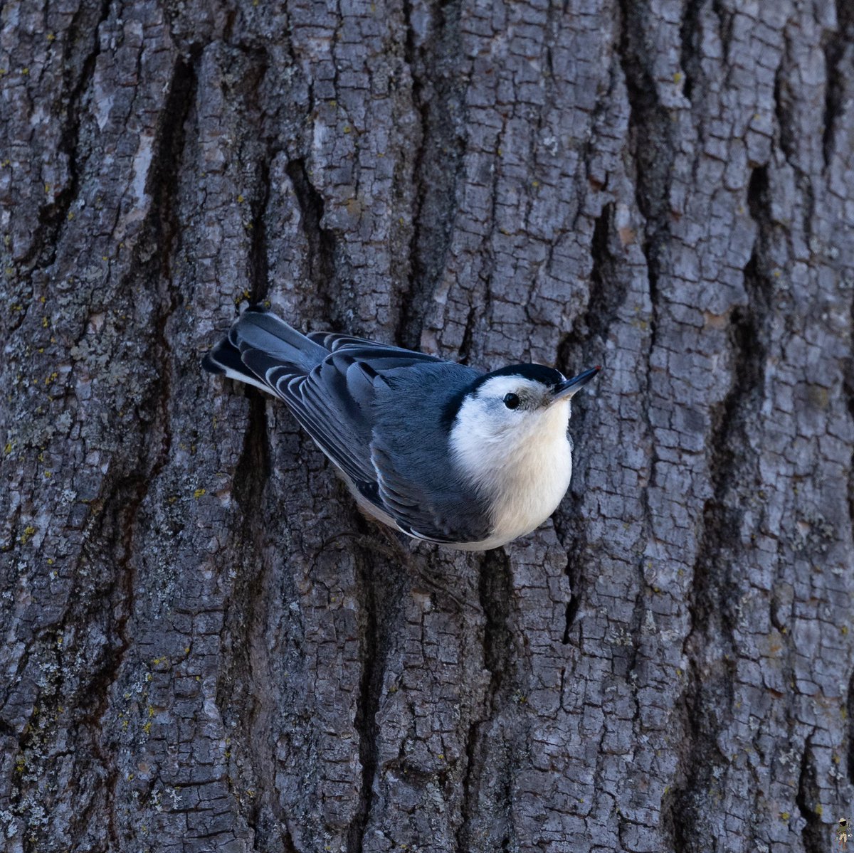 White-breasted Nuthatch (Male) with a very recognizable posture, perching up-side down on the tree trunk.

#birds #nuthatch #nature #wildlife #bird #photography #whitebreastednuthatch #birding #California