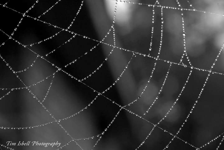 Tim Isbell tweet media