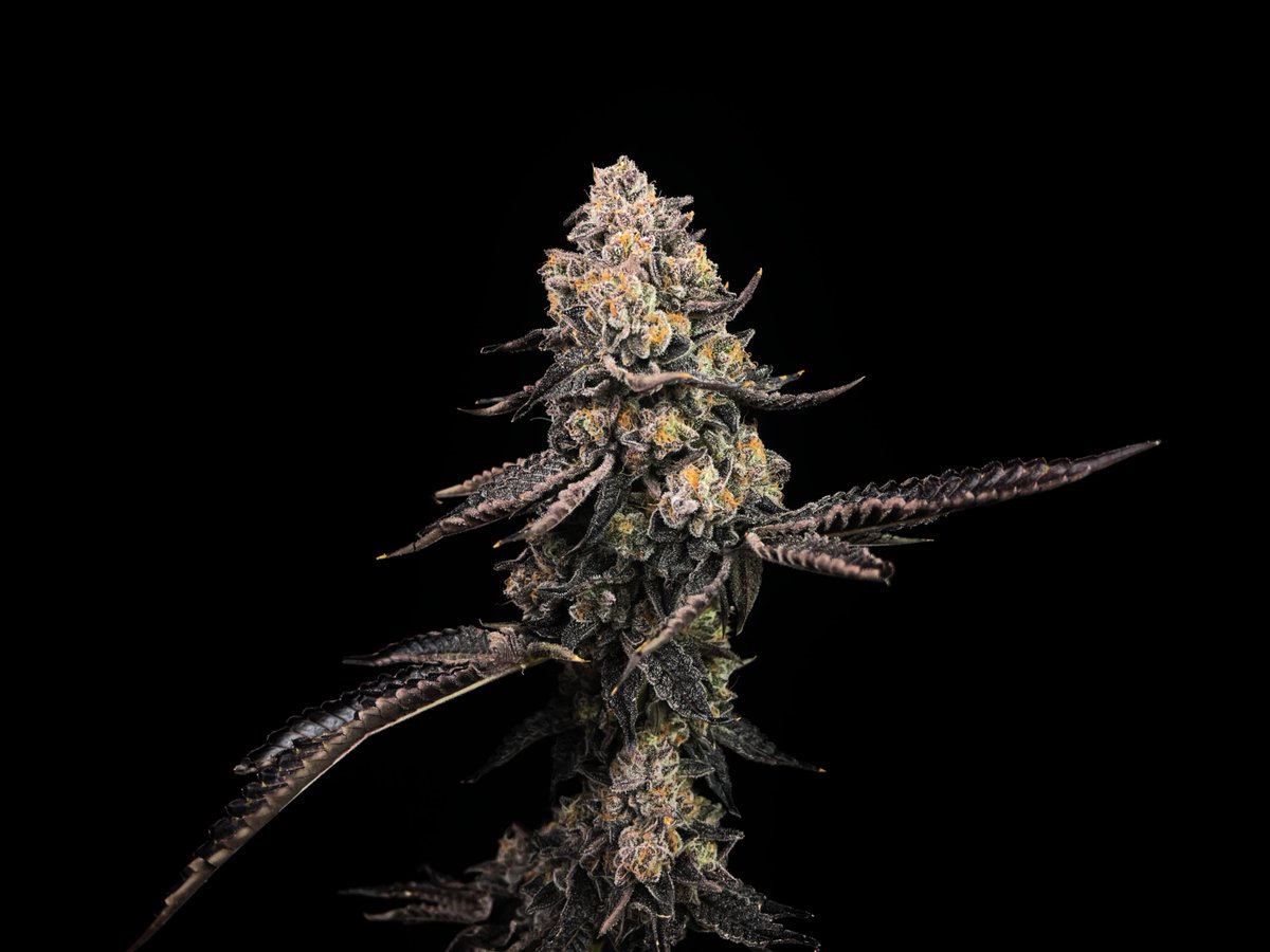 cookiesglobal's tweet photo. 🆕🆕  Washington exclusives hitting @cookiestacoma on 4 / 20
Cookies { Disco } &amp; 
@the_lemonnade { Yellow Roses } 
cultivated by @HouseofCultivar bred by Fountainhead Seeds https://t.co/pOIc8GYjta