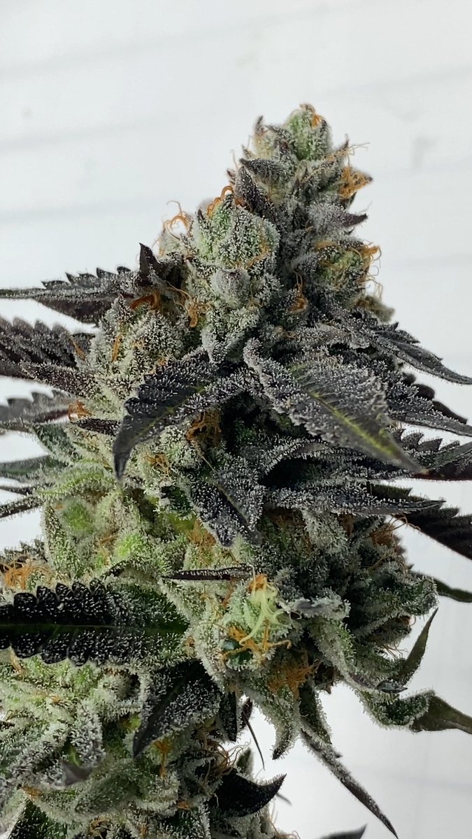 cookiesglobal's tweet photo. 🆕🆕  Washington exclusives hitting @cookiestacoma on 4 / 20
Cookies { Disco } &amp; 
@the_lemonnade { Yellow Roses } 
cultivated by @HouseofCultivar bred by Fountainhead Seeds https://t.co/pOIc8GYjta