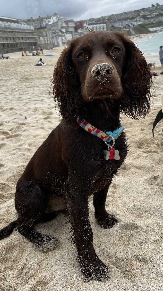 Thank you so much to everyone for the birthday messages 🥰🎂🎉 beach days are so much fun and I dig big holes, zoom around and get very sandy. What do you think to my new sandy look? 🏖 #dogsoftwitter #beach #spaniel