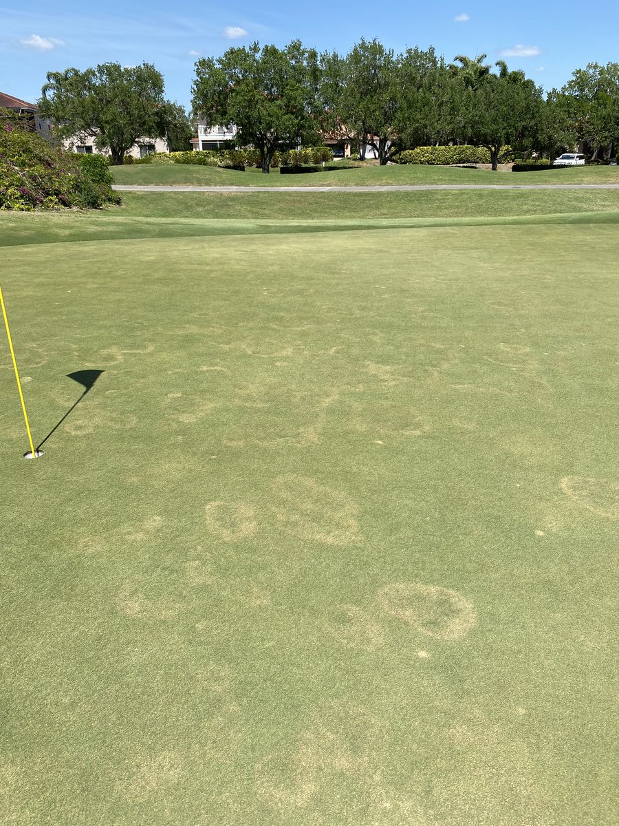 AndysTurf's tweet photo. Seeing an uptick in Mini Ring (Rhizoctonia zaea) and Fairy Ring in South Florida right now. Often chemistry is only part of the solution. But when spraying the fungicide, key practices will help, i.e. heavy irrigation right behind the sprayer #driveitdown #tryeasier @BASFTurf_us https://t.co/Mwm8RbOQsR