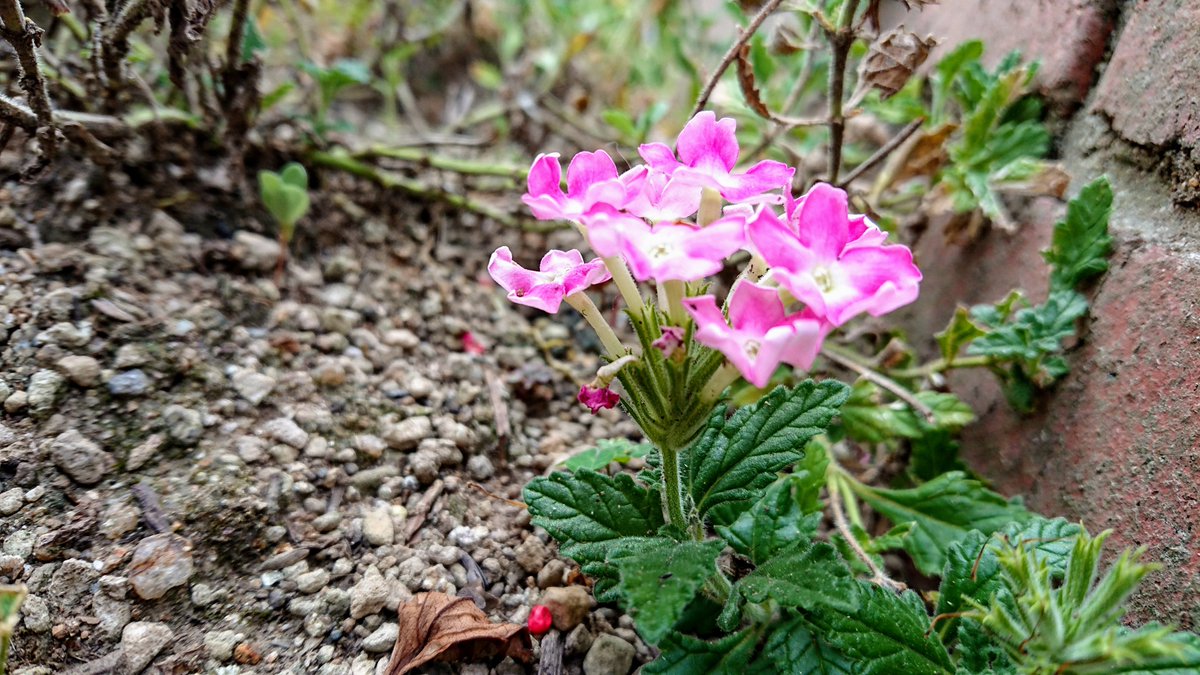 黒くまぷりん＠検索１位趣味ブロガー tweet media