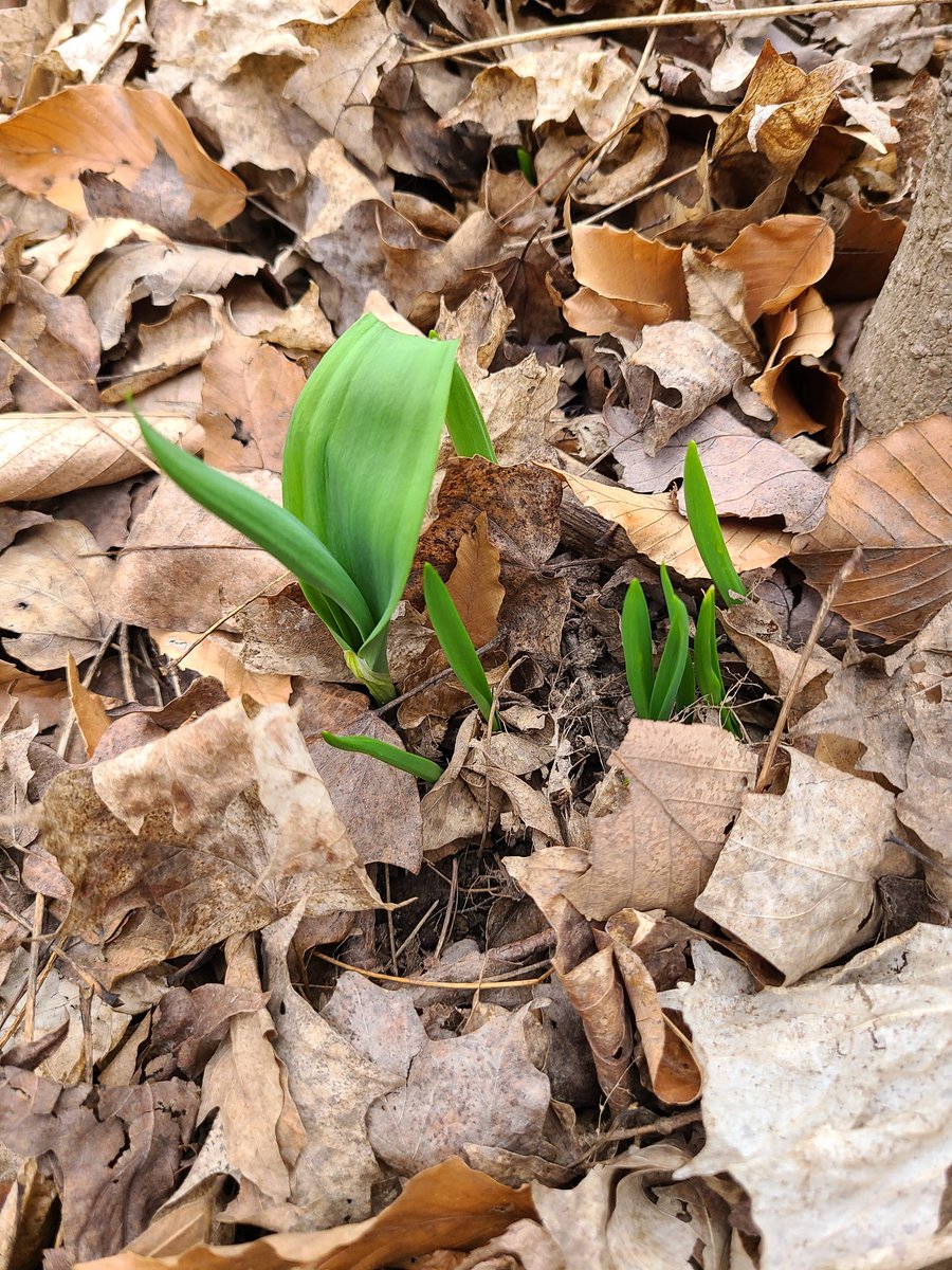 First signs of new growth on a hike through the local valley! Get outside and enjoy the sights and sounds of spring on a walk with family or friends <a href="/EMCHalton/">Every Metre Counts Halton</a>