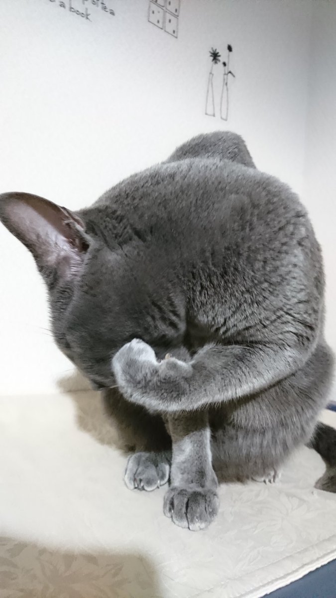 rinrin7481's tweet image. おはようございます😺💪で頑張ります💪今日も1日よろしくお願い致します😼😼