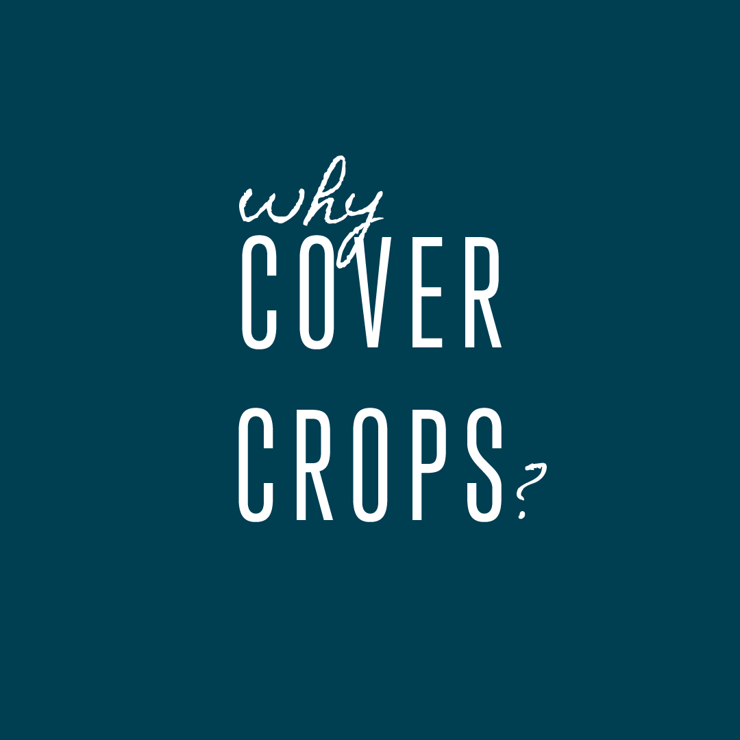 pim4u_'s tweet photo. Why do we plant #covercrops?

🌱 Protect &amp; build #soilhealth
🌱 Prevent erosion
🌱 Replenish soil nutrients
🌱 Reduce the need for fertilizers, herbicides, and pesticides

Cover crops are a tried and true method in #sustainablefarming.

#EarthDay2022 #PIM4U https://t.co/BOOm2sgyX6