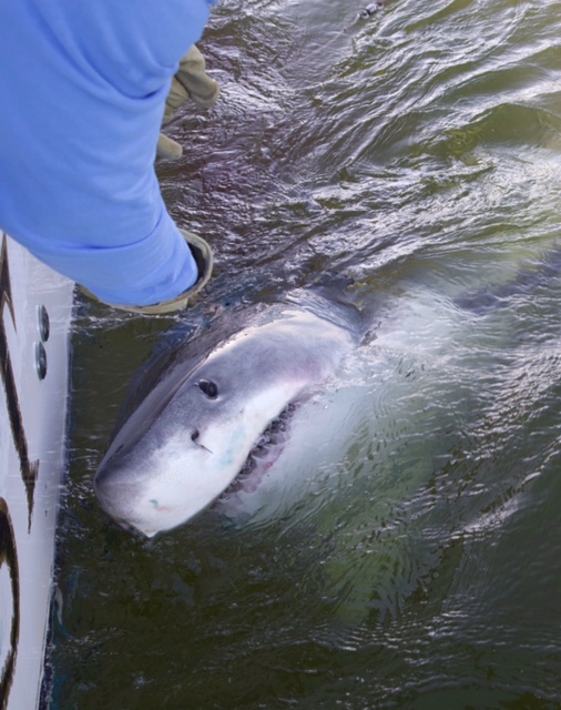 South Carolina fisherman hooks 17-foot great white shark: It was a 'monster'  🐬  wfy.ai/3JGY2P1 🎣 #Shark #Fishing
