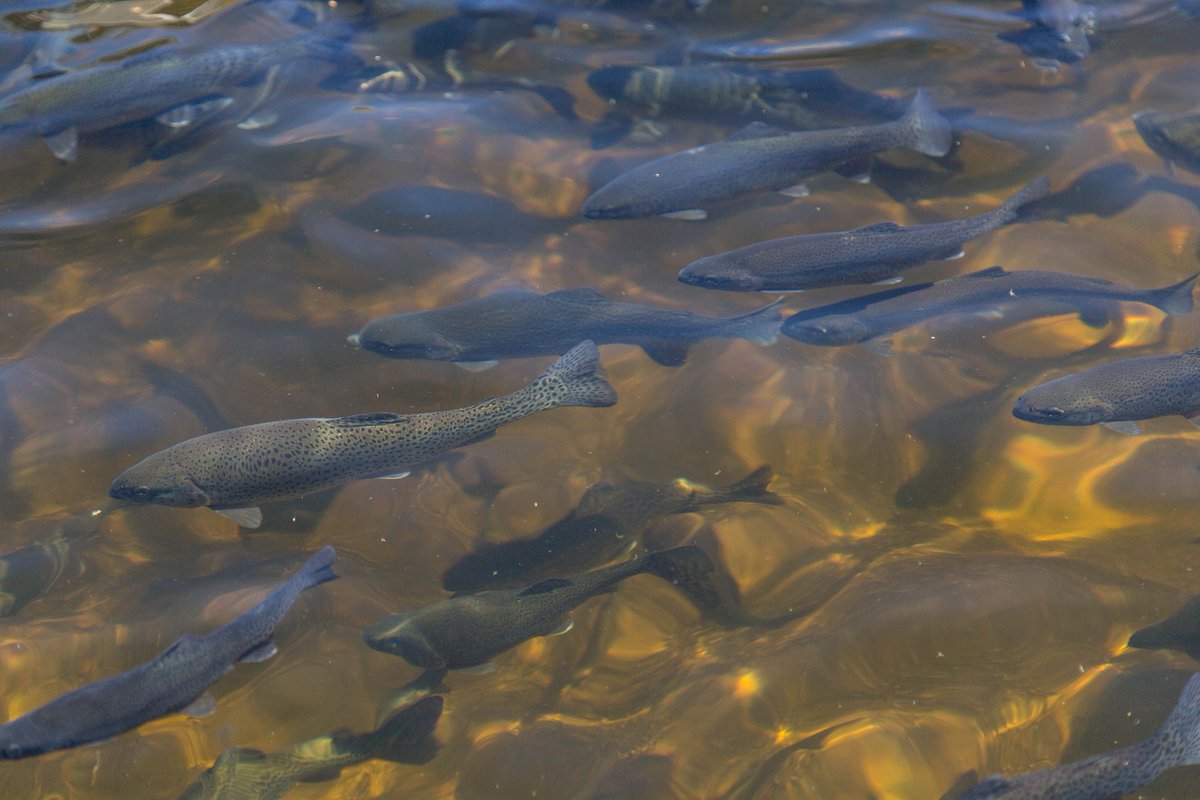 ‘Cursed’ wedding ring found zip-tied to steelhead’s tail during fishing tournament wfy.ai/3jzIcuX