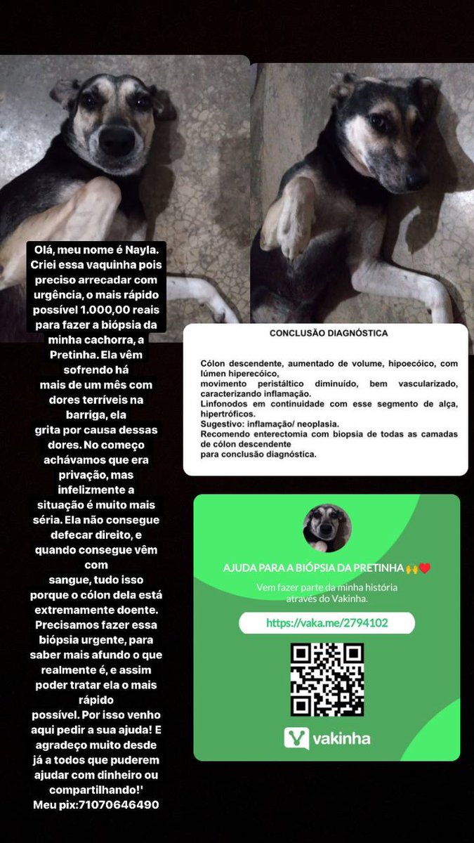jnkroses's tweet photo. oi gente, eu sei que não tenho um alcance muito alto mas queria muito pedir a ajuda de vocês. a cachorrinha da minha amiga tá sofrendo muito e precisa passar por exames urgentes, só que ela não tem dinheiro o suficiente 🥺 quem puder doar ou dar rt aqui eu ficarei muito grata 🙏🏻 https://t.co/y075Iwwy26