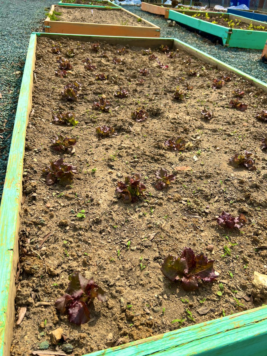 scomorrison's tweet photo. Thank you to Loy Farm @elonuniversity for donating plants to the @eaepanthers school garden! #partnership #ElonEd #gardenbasedlearning https://t.co/MC7eEqgMQN