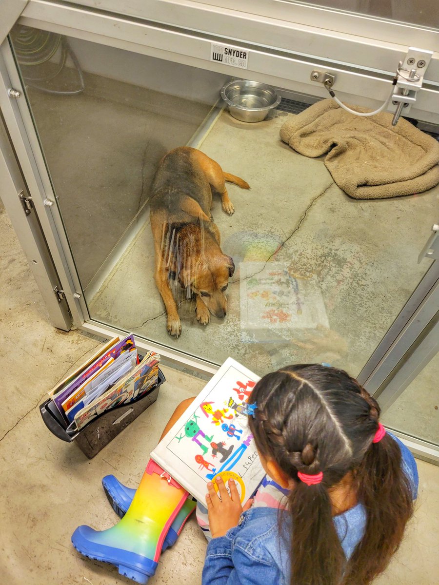 MissGoodwin2G's tweet photo. Paws and More today with these cuddly creatures.  We love reading to the cats and dogs!!  #washpride https://t.co/25OMofyavp