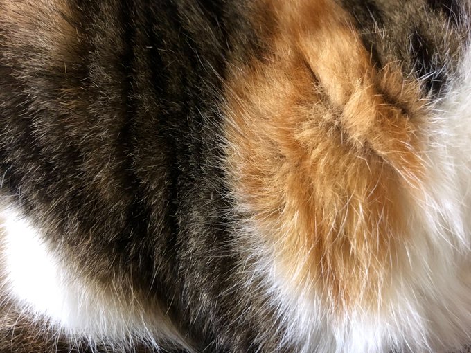 ログインボーナス 